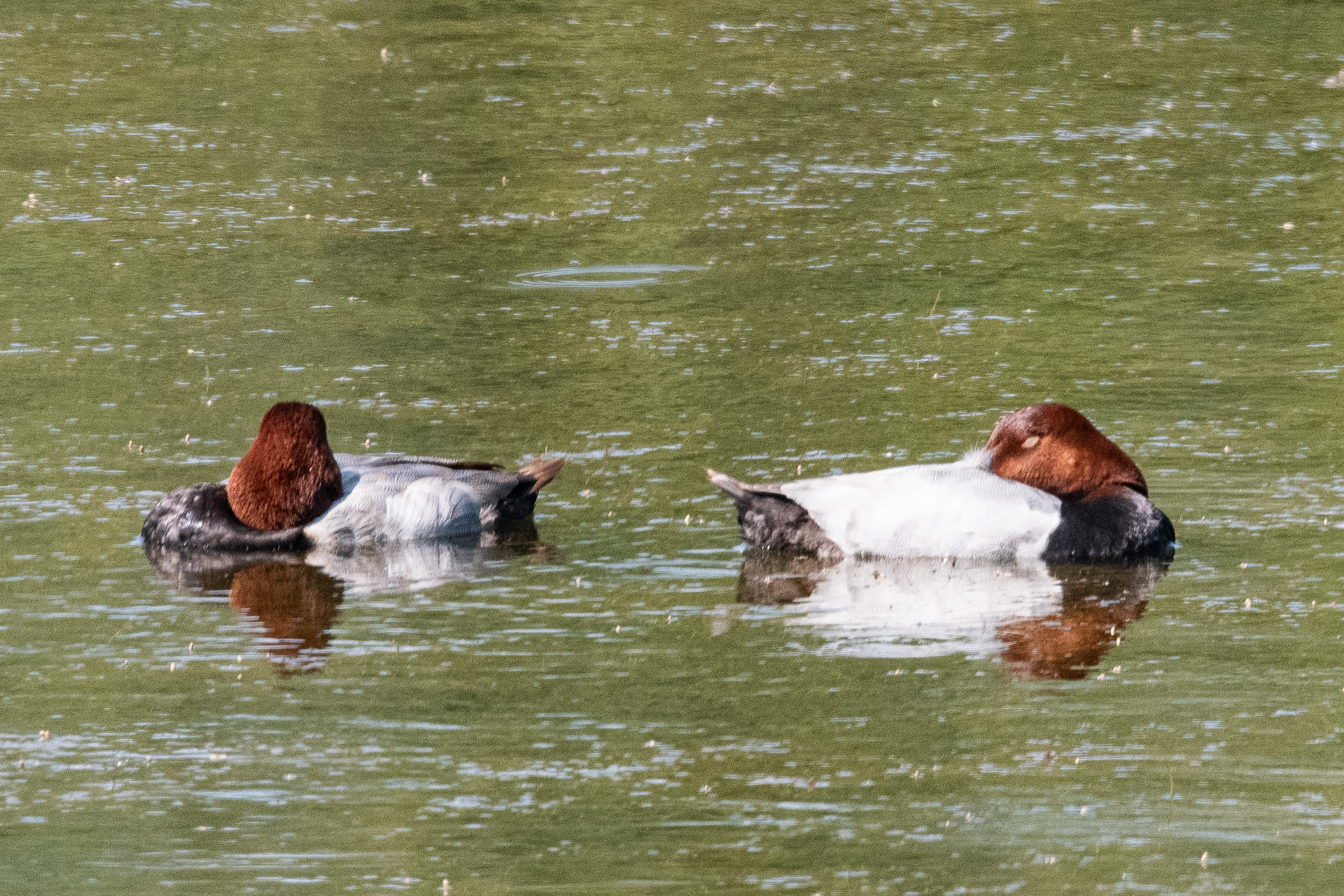 Fuligules Milouins (Common Pochard, Aythia ferina), mâles se faisant dorer par soleil de Juin! Réserve Naturelle de MTB, Hauts de France.